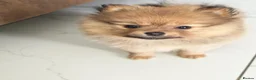 Pomeranian dogs for sale: 2 girl - Advert 1