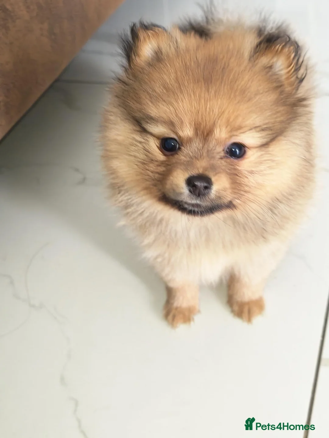 Pomeranian dogs for sale: 2 girl - Advert 1