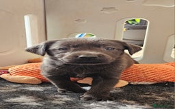Labrador Retriever dogs for sale: THE LAST 4 KC HEALTH TESTED LABS READY TO NOW.  - Image 25