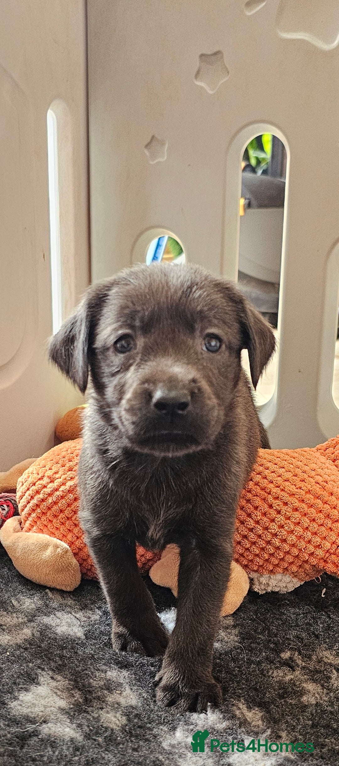 Labrador Retriever dogs for sale: THE LAST 4 KC HEALTH TESTED LABS READY TO NOW.  - Image 25