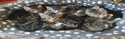 Mixed Breed cats for sale: Maine Coon mixed breed  - Advert 10