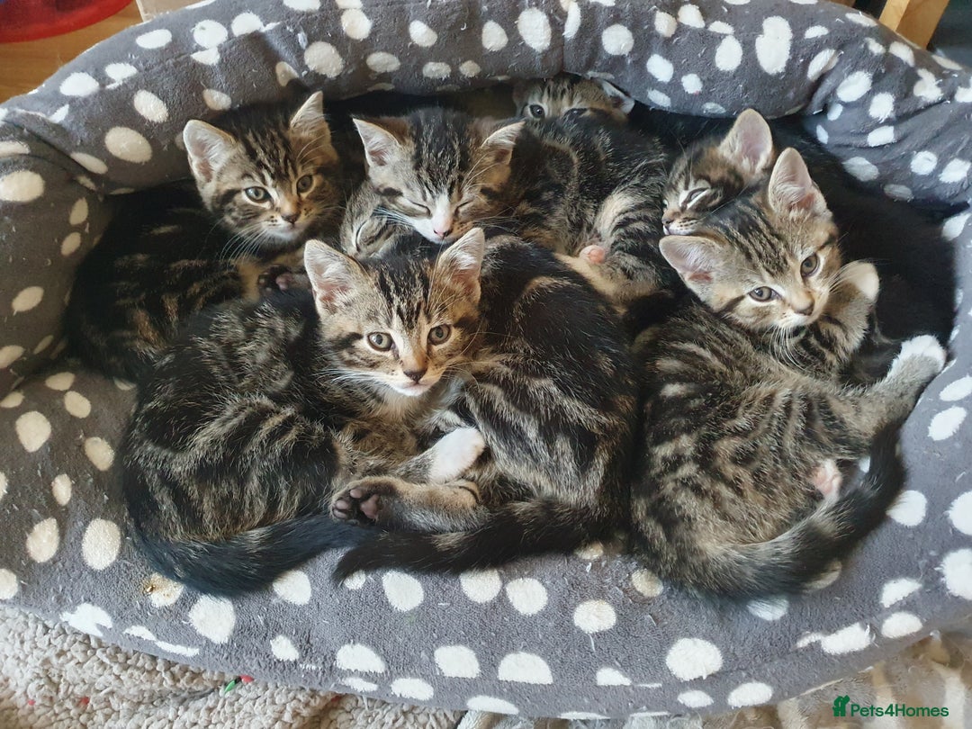 Mixed Breed cats for sale: Maine Coon mixed breed  - Advert 10