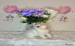 Ragdoll cats for sale: ⭐️TICA REG⭐️Pedigree Ragdoll Kittens DNA CLEAR ✅  - Image 13