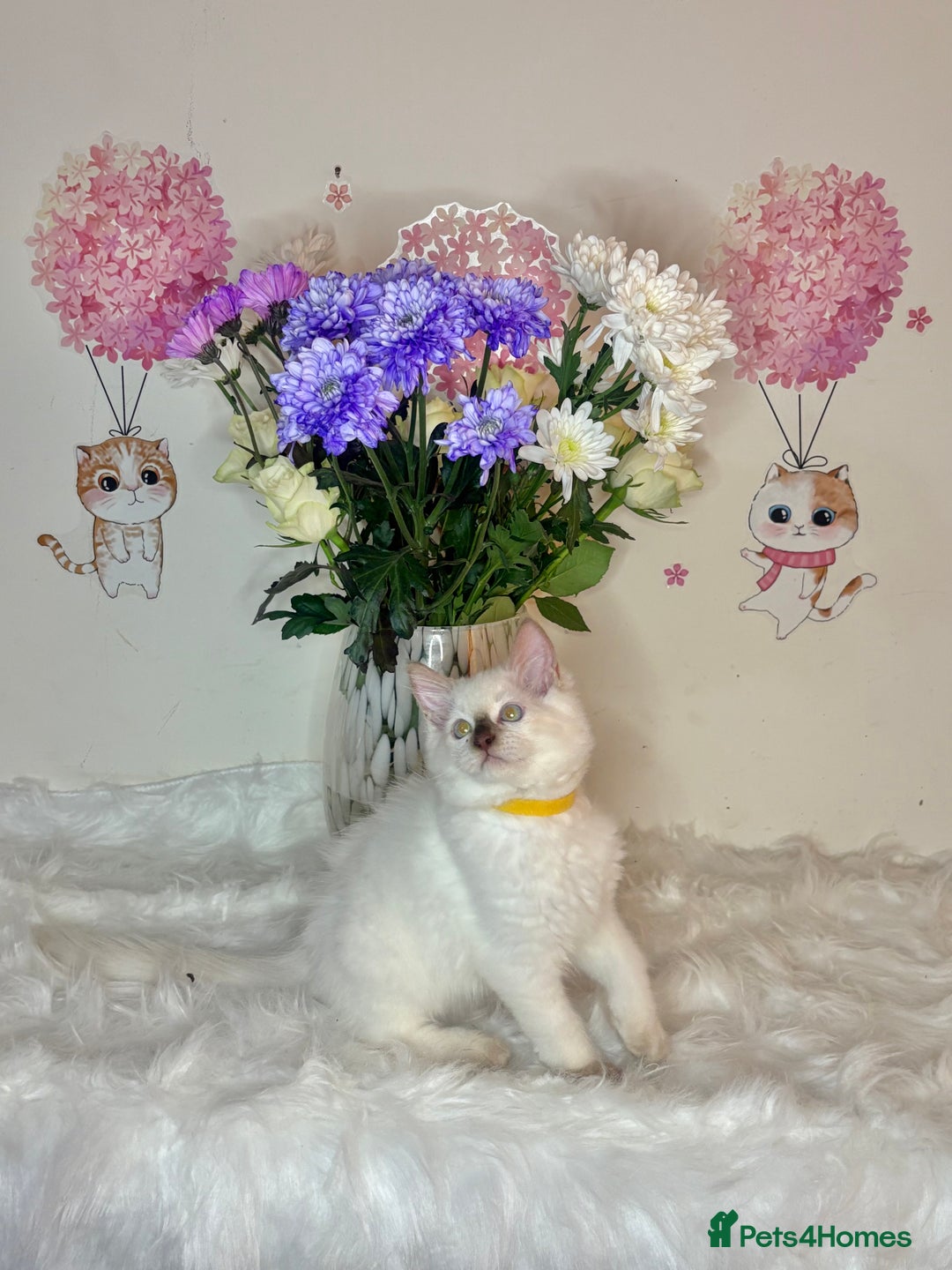 Ragdoll cats for sale: ⭐️TICA REG⭐️Pedigree Ragdoll Kittens DNA CLEAR ✅  - Image 13
