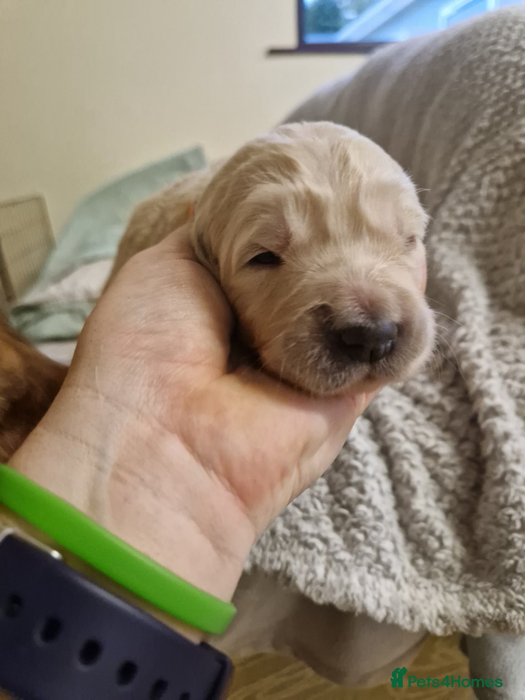 Golden Retriever dogs for sale: Golden retrievers Northern Ireland  - Advert 2