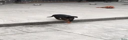 Rottweiler dogs for sale: Last 3 Beautiful Rottweiler Puppys - Advert 7