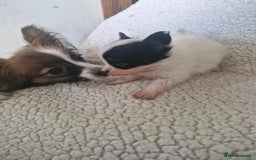 Papillon dogs for sale: KC Papillon. DNA health tested.  - Image 5