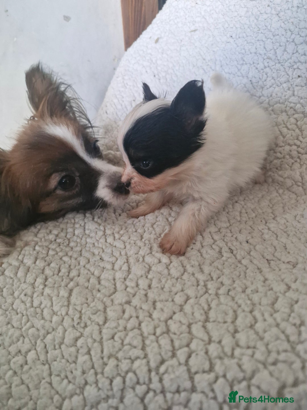 Papillon dogs for sale: KC Papillon. DNA health tested.  - Image 5