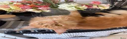 Maine Coon cats for sale: Ginger female Maine coone pure breed in Ledbury - Advert 3
