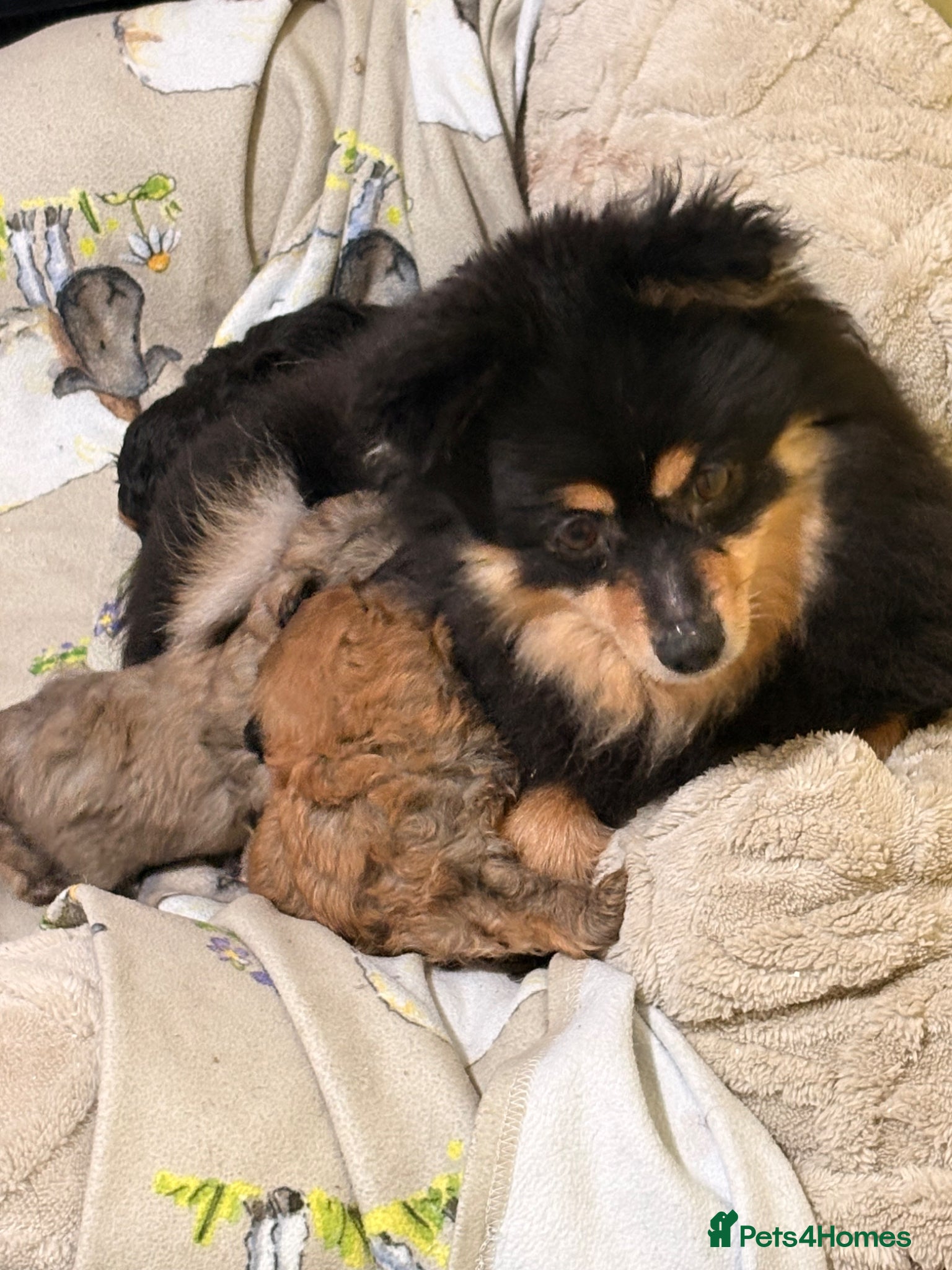 Mixed Breed dogs Pomeranian x maltipoo - Advert 2