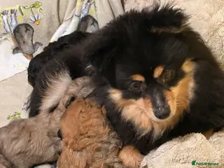 Mixed Breed dogs Pomeranian x maltipoo - Advert 2