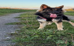 German Shepherd dogs for sale: Marley - Image 3