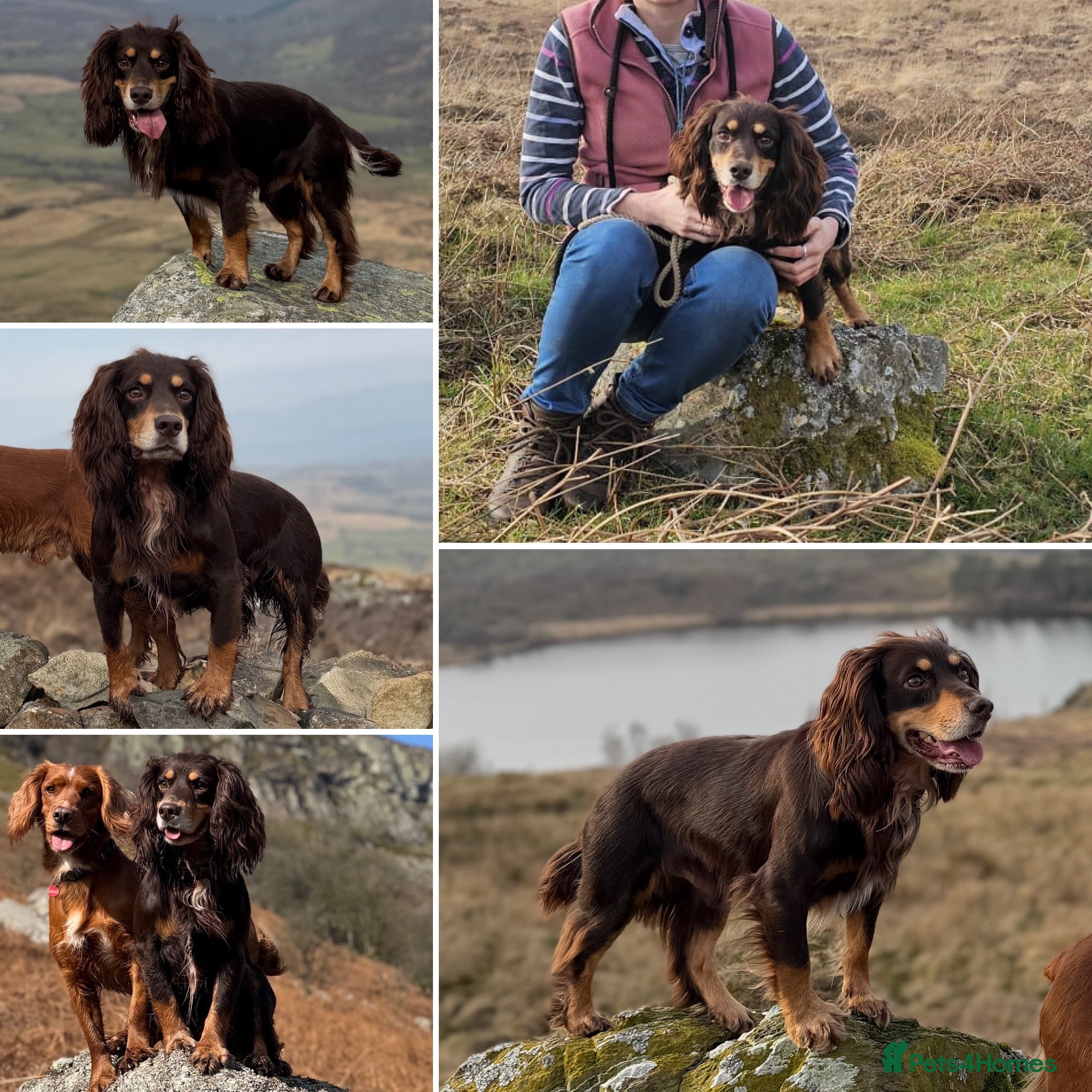 Cocker Spaniel dogs Quality WCS, fully health tested - Advert 21