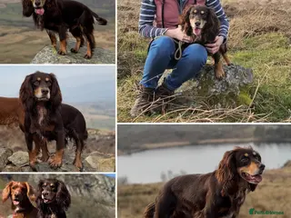 Cocker Spaniel dogs Quality WCS, fully health tested - Advert 21