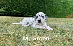 Dalmatian dogs for sale: KC Registered Dalmatian Puppies (Scotland) - Image 3