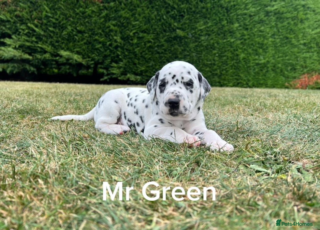 Dalmatian dogs for sale: KC Registered Dalmatian Puppies (Scotland) - Image 3