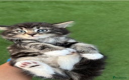 American Curl cats for sale: Kittens for sale  in Newport - Image 9