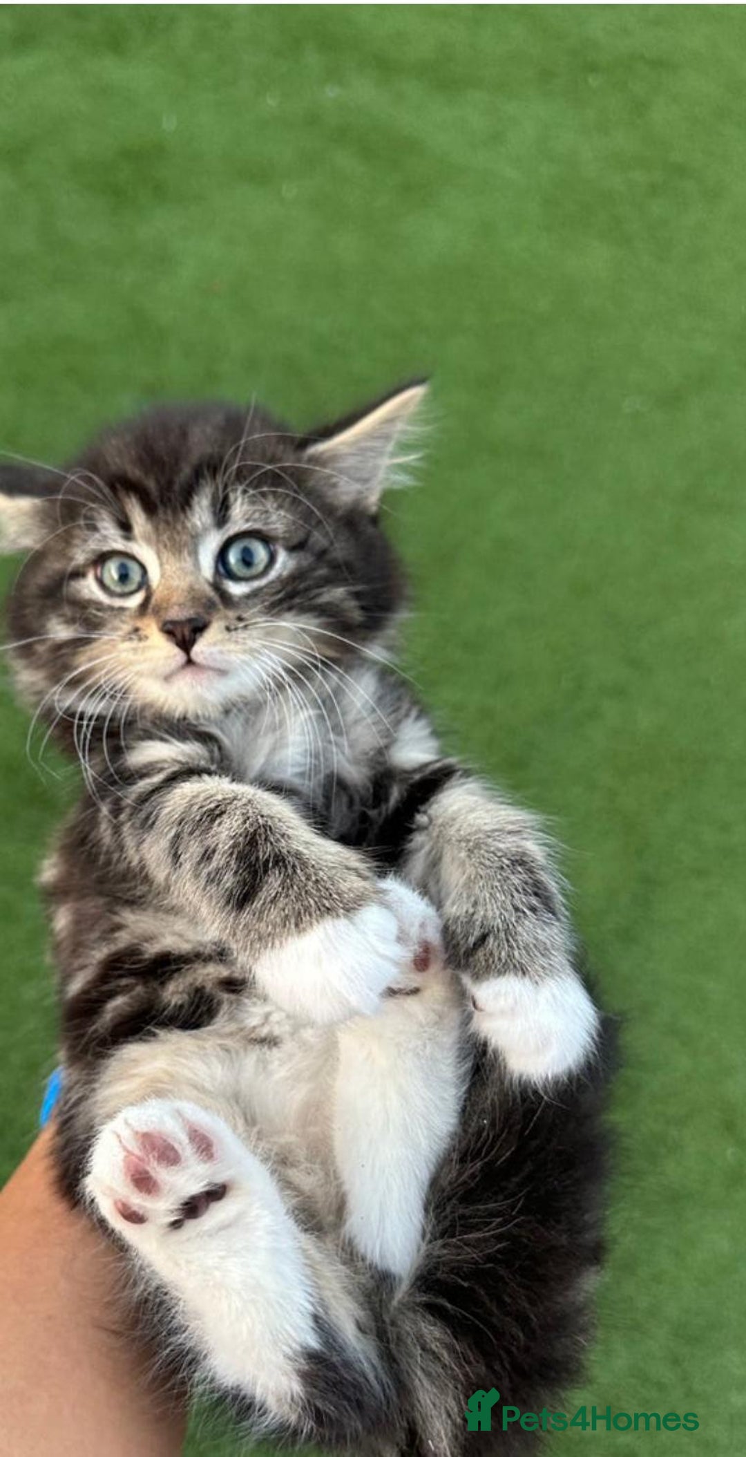 American Curl cats for sale: Kittens for sale  in Newport - Image 9
