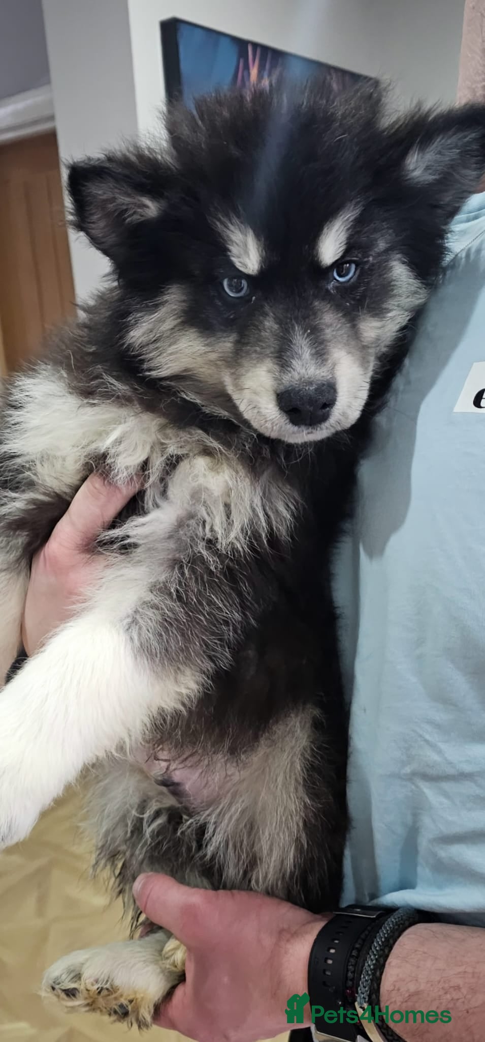 Siberian Husky dogs Last Wooly Siberian husky - fully vaccinated  - Advert 6