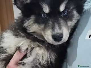 Siberian Husky dogs Last Wooly Siberian husky - fully vaccinated - Advert 6