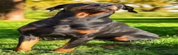 Dobermann dogs for sale: Doberman KC and health tested  - Advert 2