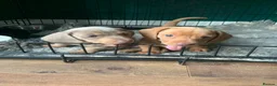 Miniature Dachshund dogs for sale: 🌟 2 Beautiful kc Miniature Dachshund Puppies 🌟 - Advert 4
