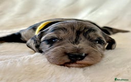 Cockapoo dogs for sale: F1b Miniature Cockapoo Pups Fully Health Tested - Advert 11