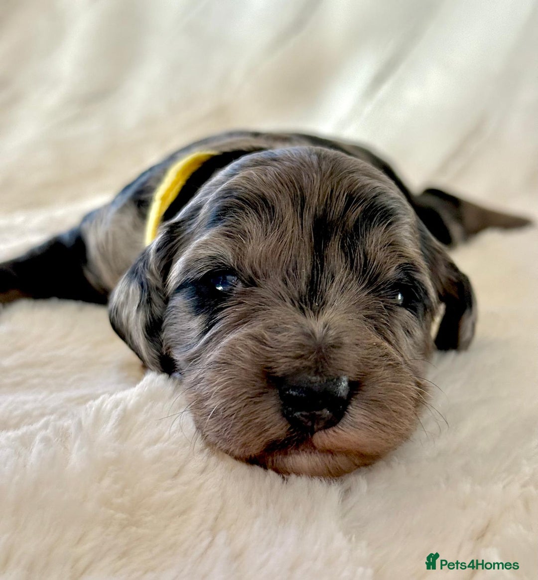 Cockapoo dogs for sale: F1b Miniature Cockapoo Pups Fully Health Tested - Advert 11