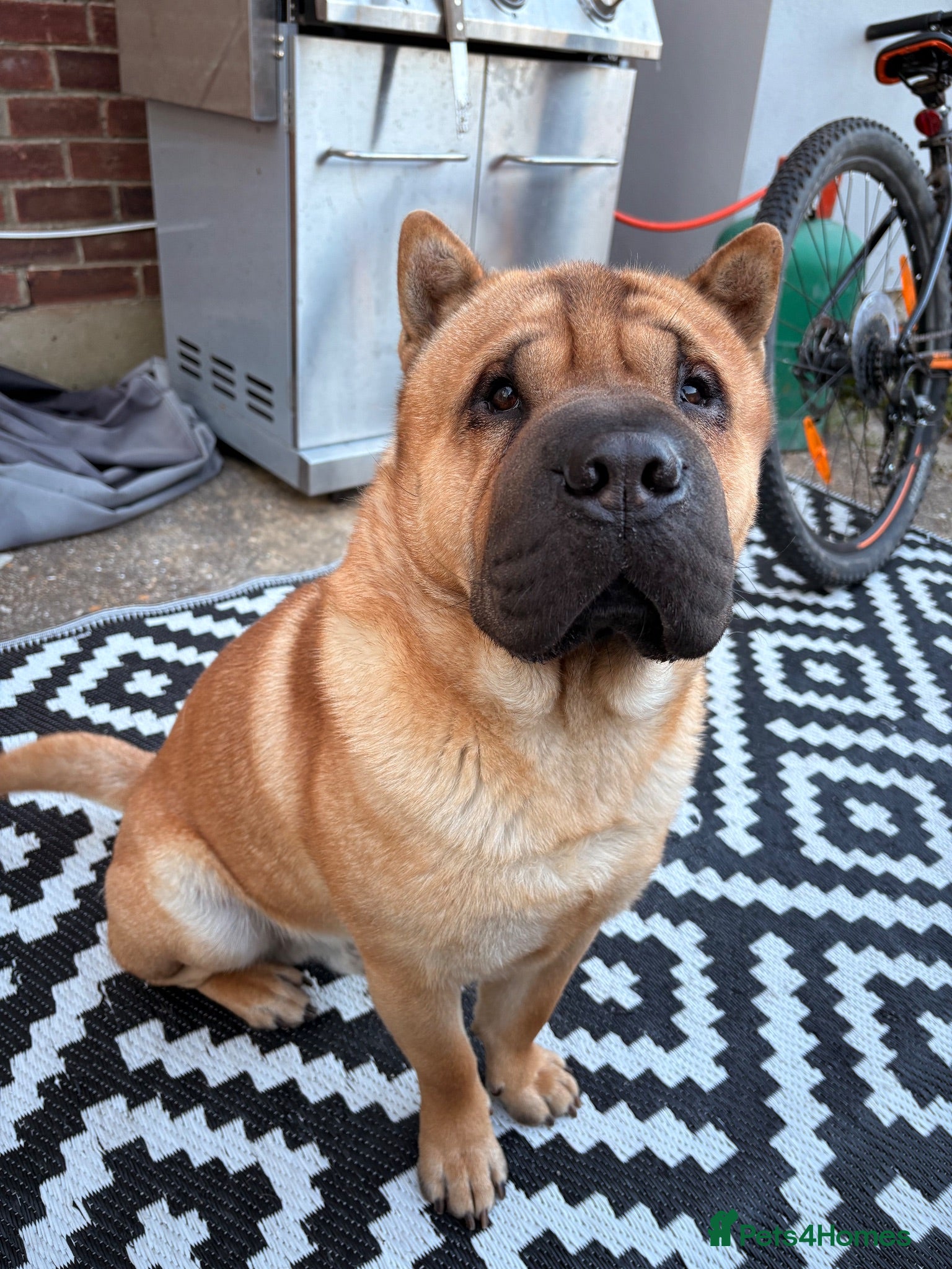 Mixed Breed dogs Sharpei/ chow chow  - Advert 1