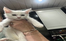 Mixed Breed cats for sale: Mainecoon x kittens  - Image 7