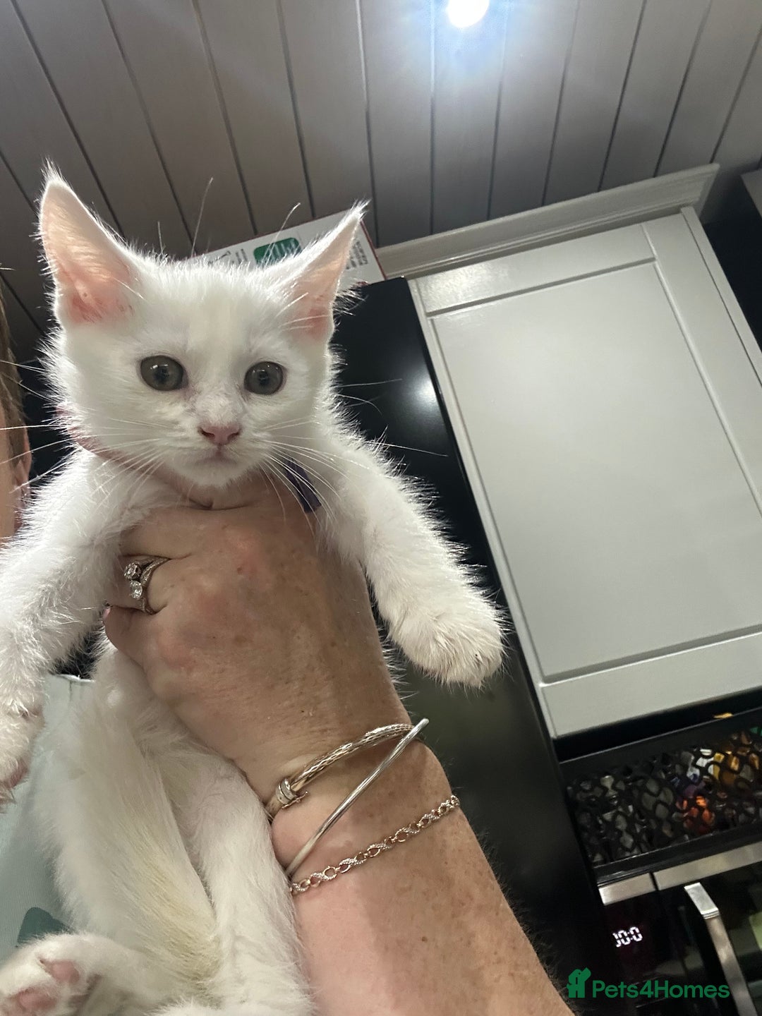 Mixed Breed cats for sale: Mainecoon x kittens  - Image 7