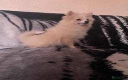 Pomeranian dogs for sale: 4 beautiful Pomeranian's looking for forever home  - Image 6