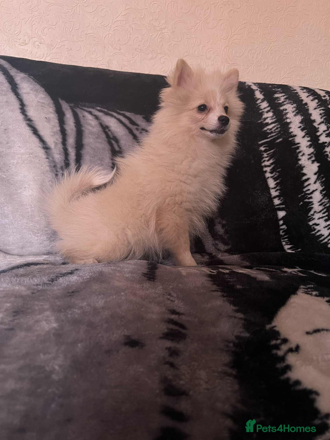 Pomeranian dogs for sale: 4 beautiful Pomeranian's looking for forever home  - Image 6