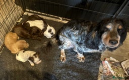 Cocker Spaniel dogs for sale: Kc working cocker spaniel Puppys  in Aylesbury - Image 6