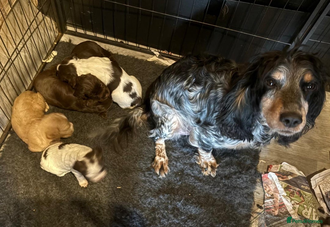 Cocker Spaniel dogs for sale: Kc working cocker spaniel Puppys  in Aylesbury - Image 6