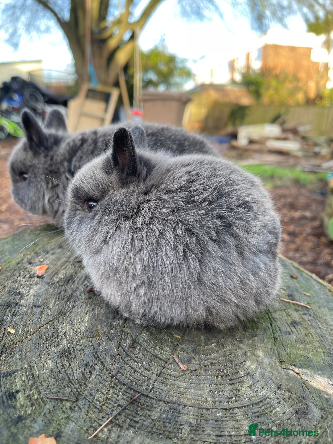 Netherland Dwarf rabbits for sale: Real Netherland Dwarf   - Advert 15