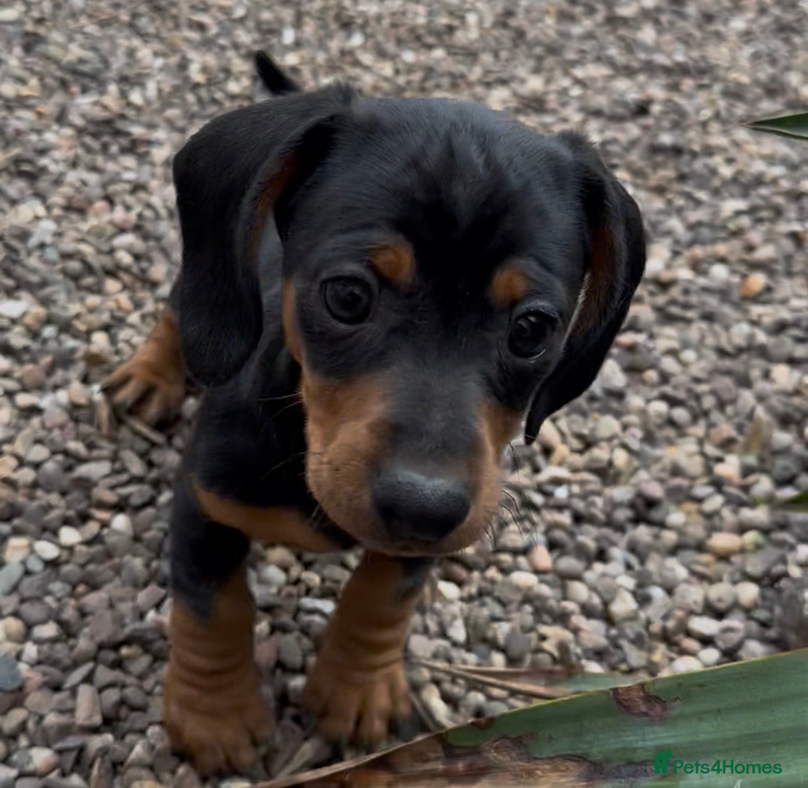 Miniature Dachshund dogs Miniature dachshund  - Advert 17