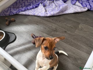 Jack Russell dogs Last Jack Russel Puppy left READY TO GO - Advert 17