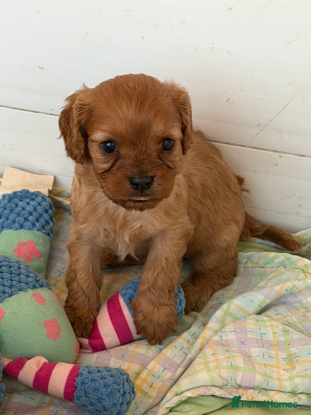 Cavapoo dogs for sale: Stunning cavapoo puppies ready 9th January  - Advert 14