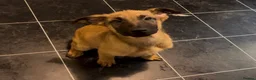 Mixed Breed dogs for sale: Litter of 10 Gsd X Mal  - Advert 11