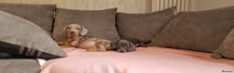 Miniature Dachshund dogs for sale: Ready to Leave  2 male 1 female in Bradford - Advert 14