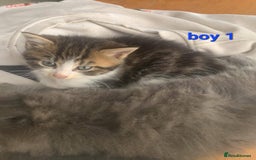 Mixed Breed cats for sale: Beauitful male kittens - Image 4