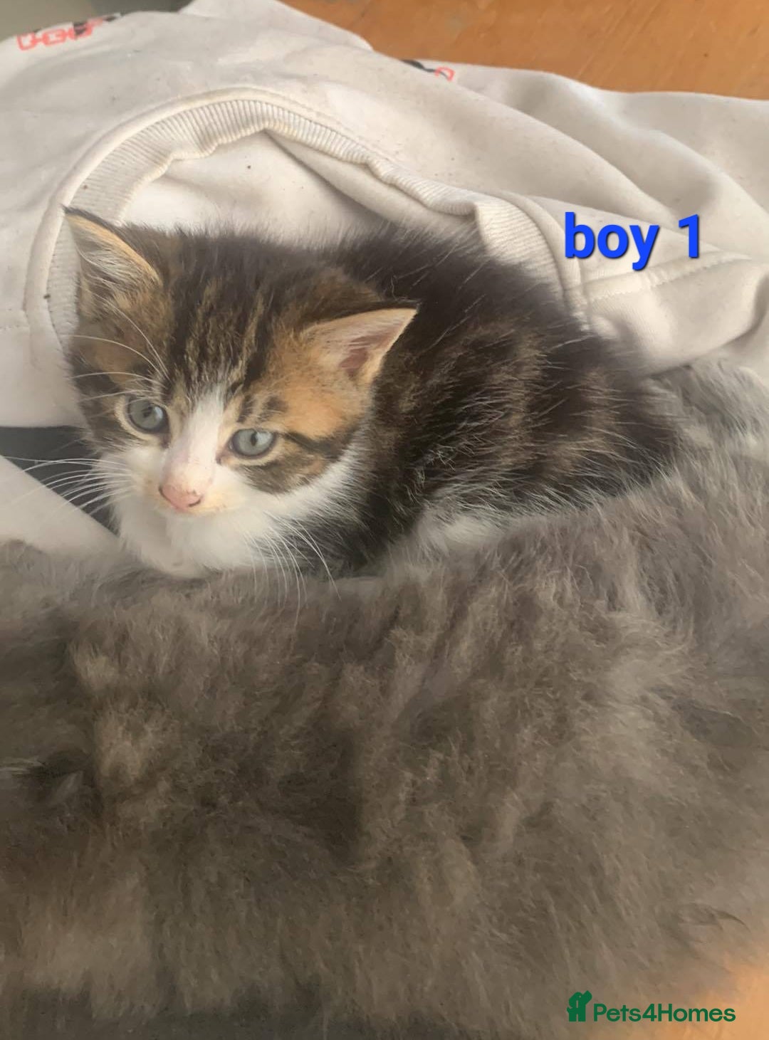 Mixed Breed cats for sale: Beauitful male kittens - Image 4