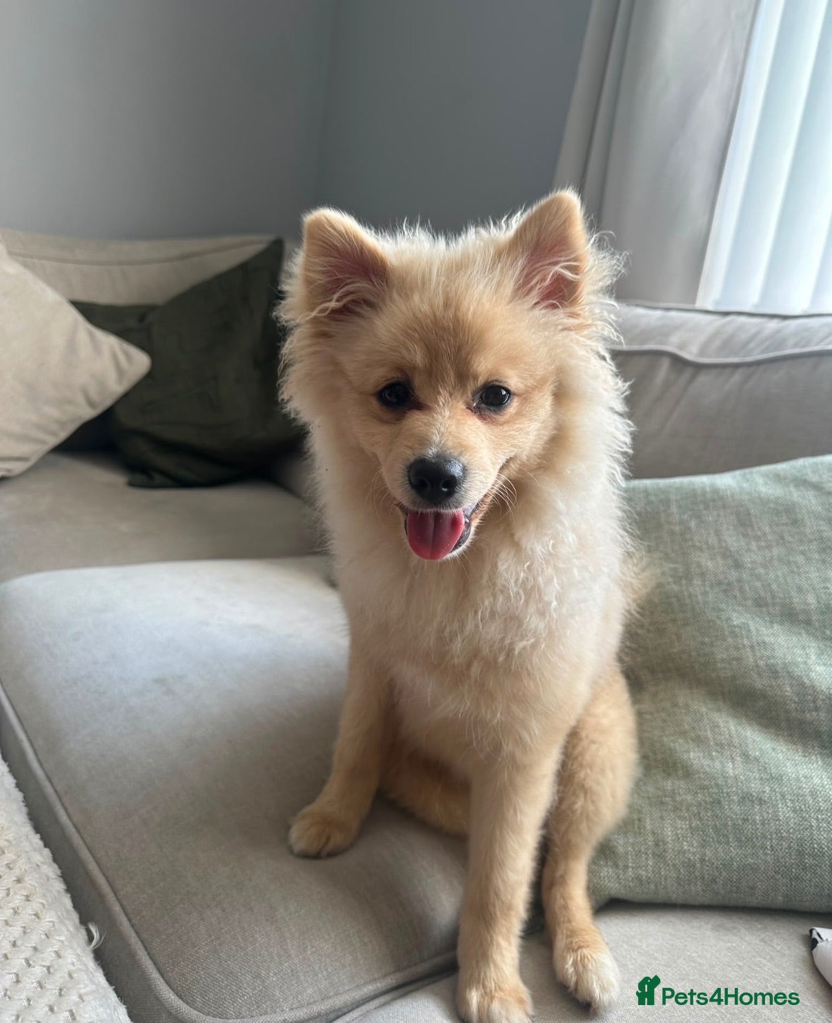 Pomeranian dogs Pomeranian 5 months old. 1 Male only  - Advert 1