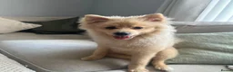 Pomeranian dogs for sale: Pomeranian 5 months old. 1 Male only  - Advert 1