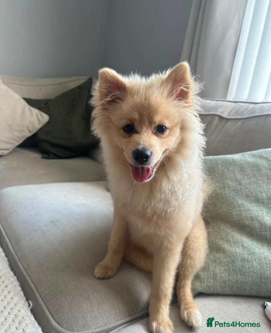 Pomeranian dogs for sale: Pomeranian 5 months old. 1 Male only  - Advert 1