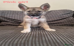 Shepsky dogs for sale: 4 beautiful shepsky puppies  - Image 2