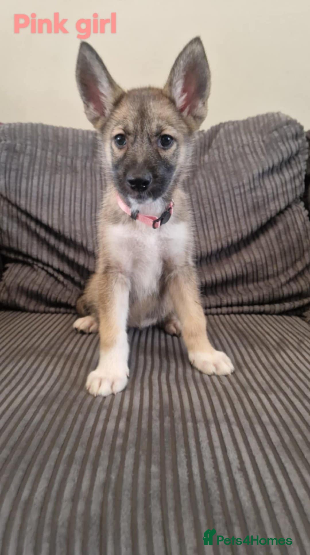 Shepsky dogs for sale: 4 beautiful shepsky puppies  - Image 2