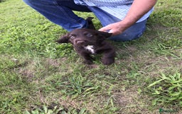 Cocker Spaniel dogs for sale: Stunning Cocker Spaniel girls, working lines. - Image 1