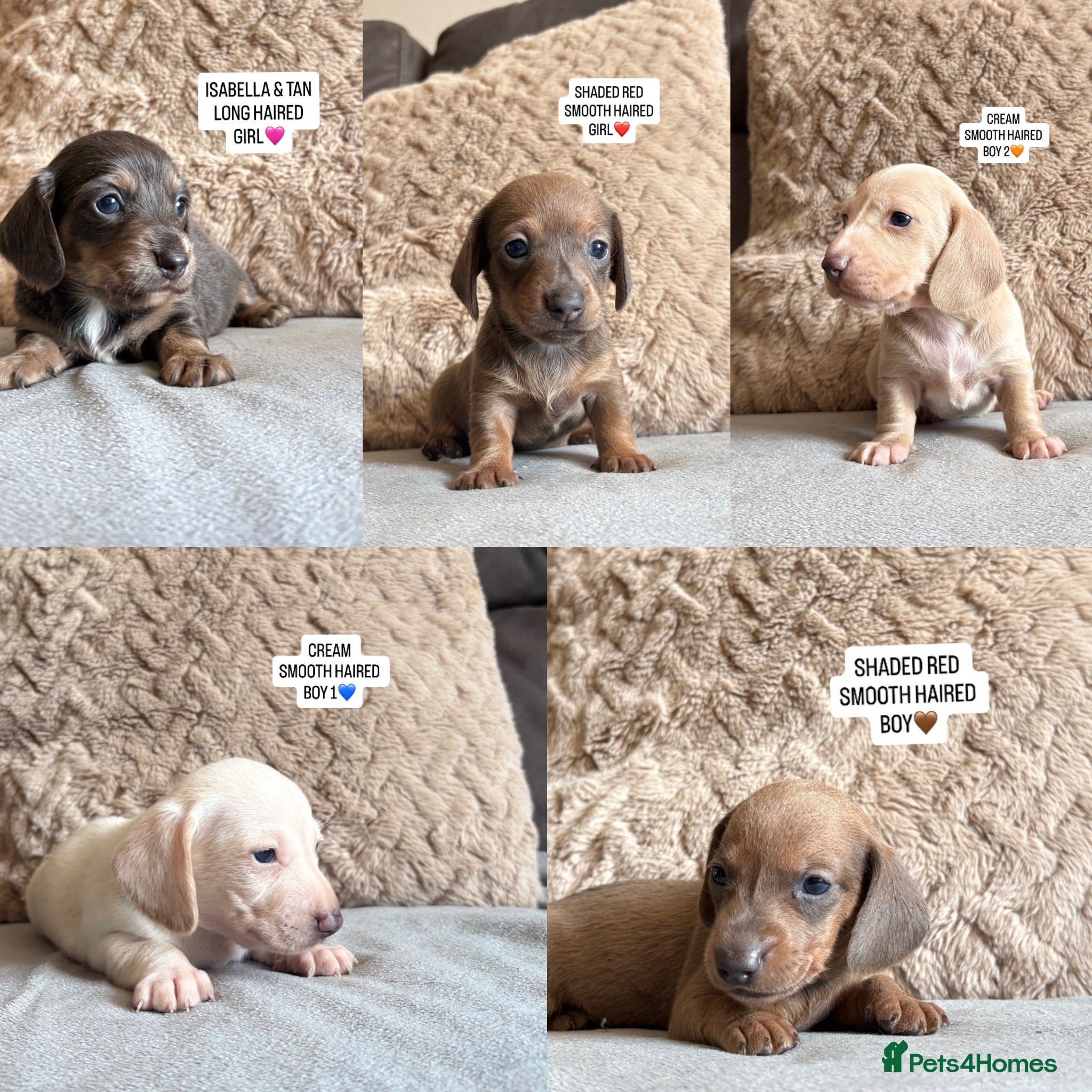 Miniature Dachshund dogs MINIATURE DACHSHUND PUPPIES🐾 - Advert 1